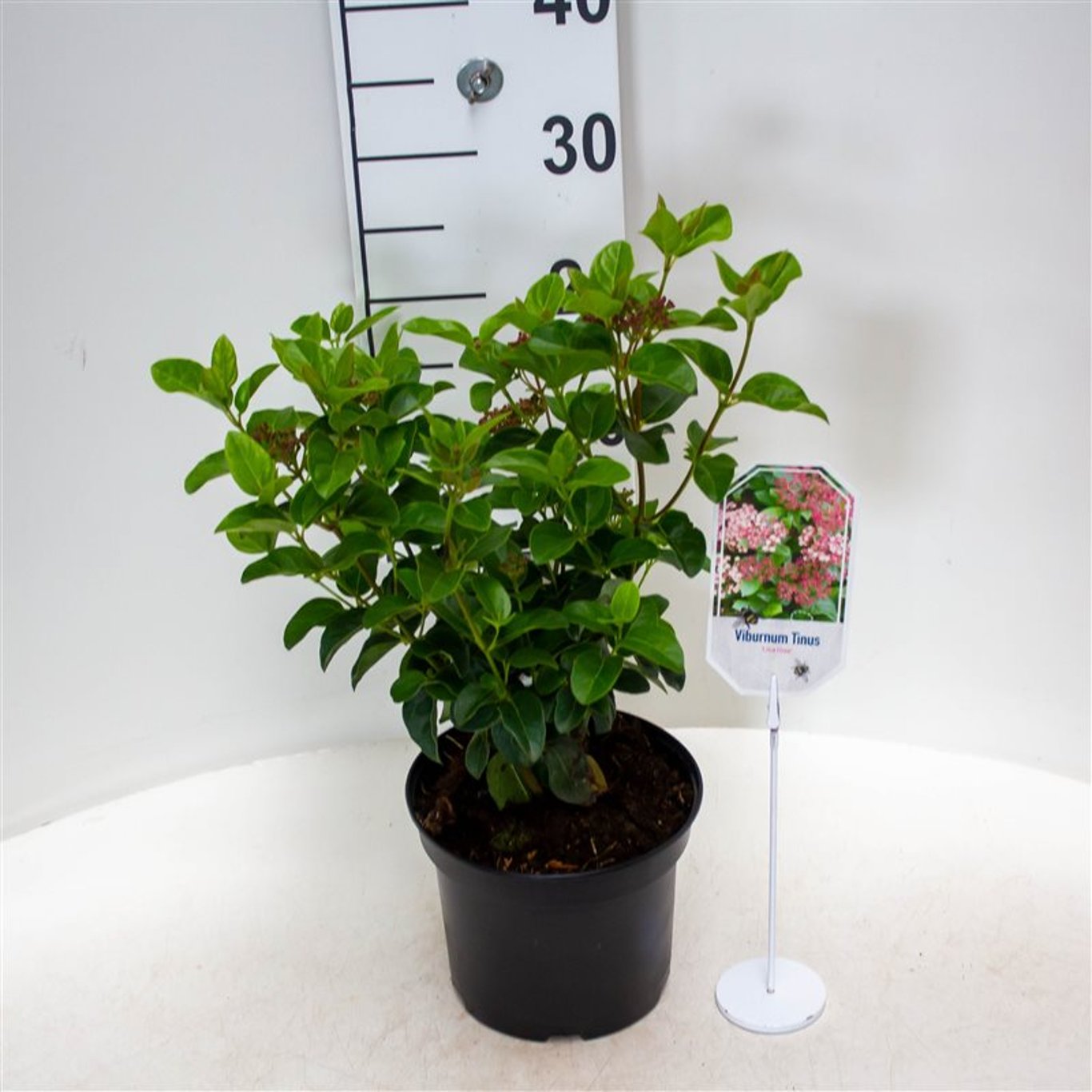 Viburnum tin. 'Lisarose' - C3 25-30 CM